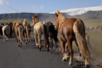 Icelandic Horses Running Along A Road