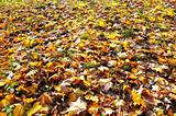 autumn leaves covering the ground