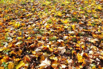 autumn leaves covering the ground