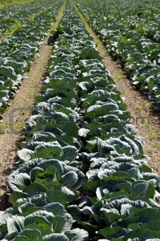 Large cabbage field