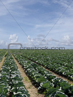 Large cabbage field