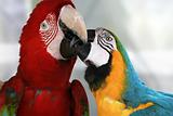 Playful macaws