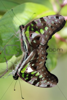 Jay tailed butterfly
