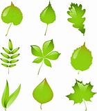 Set of isolated vector leaves.
