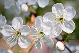 Blossoming twig of cherry-tree