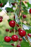 twig of cherry-tree with red cherries 