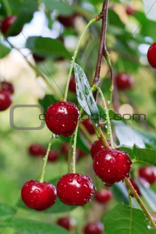 twig of cherry-tree with red cherries 