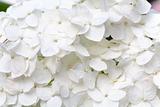white hydrangea blossoms with dew macro 