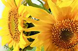 sunflower bouquet 