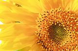 yellow sunflower fragment (background)