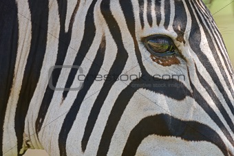 Zebra\'s eye