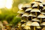 Mushrooms On A Tree Trunk