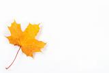 a beautiful yellow leaf from autumn forest