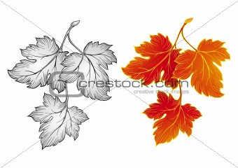 Autumn leaves vector