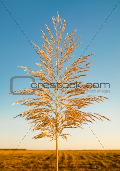 Reed against the sky