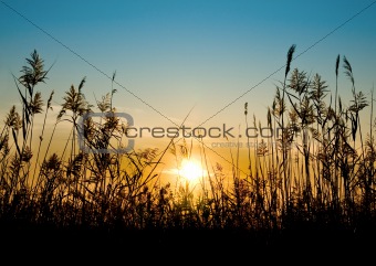 Reed against the sunset