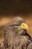 White-tailed Eagle ( Haliaeetus albicilla)