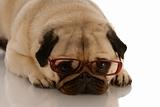 cute dog wearing glasses