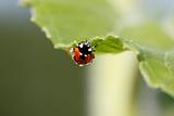 Small ladybug