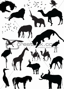 silhouette view of wild animals, wildlife, birds