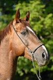 Portrait of a beautiful proud red hack-horse of Vladivostok's ri