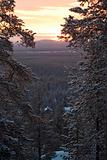 Winter forest / twilight 