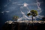 Trees in the Grand Canyon
