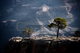 Trees in the Grand Canyon