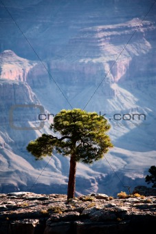 Tree in the Grand Canyon