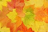 leaf of autumn