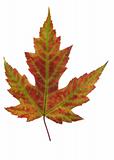 leaf of autumn