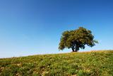 Solitary oak tree