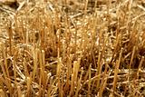 Cutted wheat field soil plant detail 