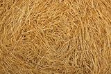 Hay round bale of dried wheat cereal