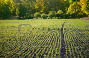 Field in autumn