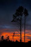 Sunset and pine