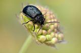 The beetle on a bud