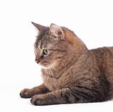 cat over white background