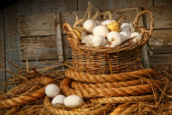 Basket of eggs on straw