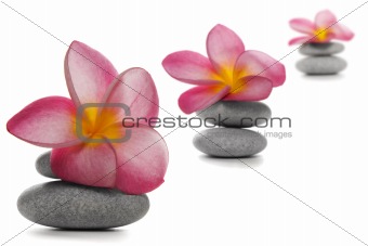Flowers and Pebbles