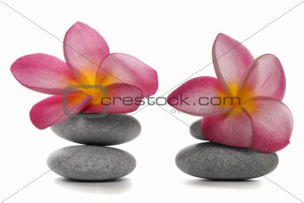 Pebbles and Flowers