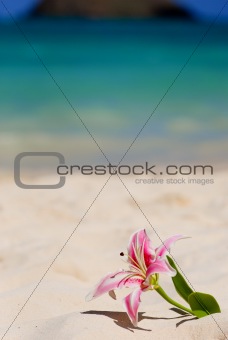 Beach Lily