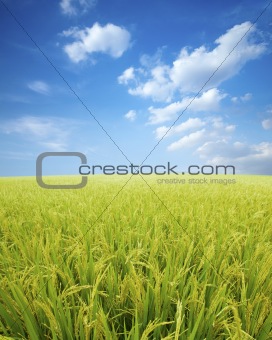 Paddy rice field.