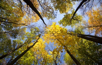 autumn forest / bright colors of leaves / sunlight