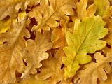 oak leaves background