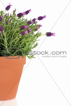 Lavender Herb Plant