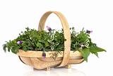 Basket of Fresh Herbs  