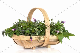 Basket of Fresh Herbs  