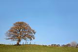 Sycamore Tree in Autumn