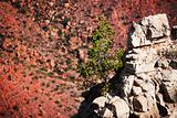 Pine tree in the Grand Canyon